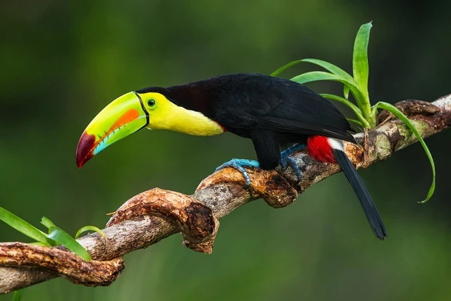 นกเงือก